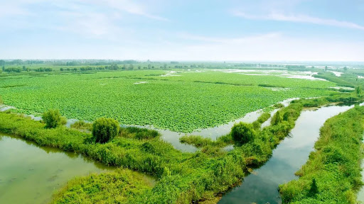 TFS如何促进生态保护? TFS如何促进生态保护?